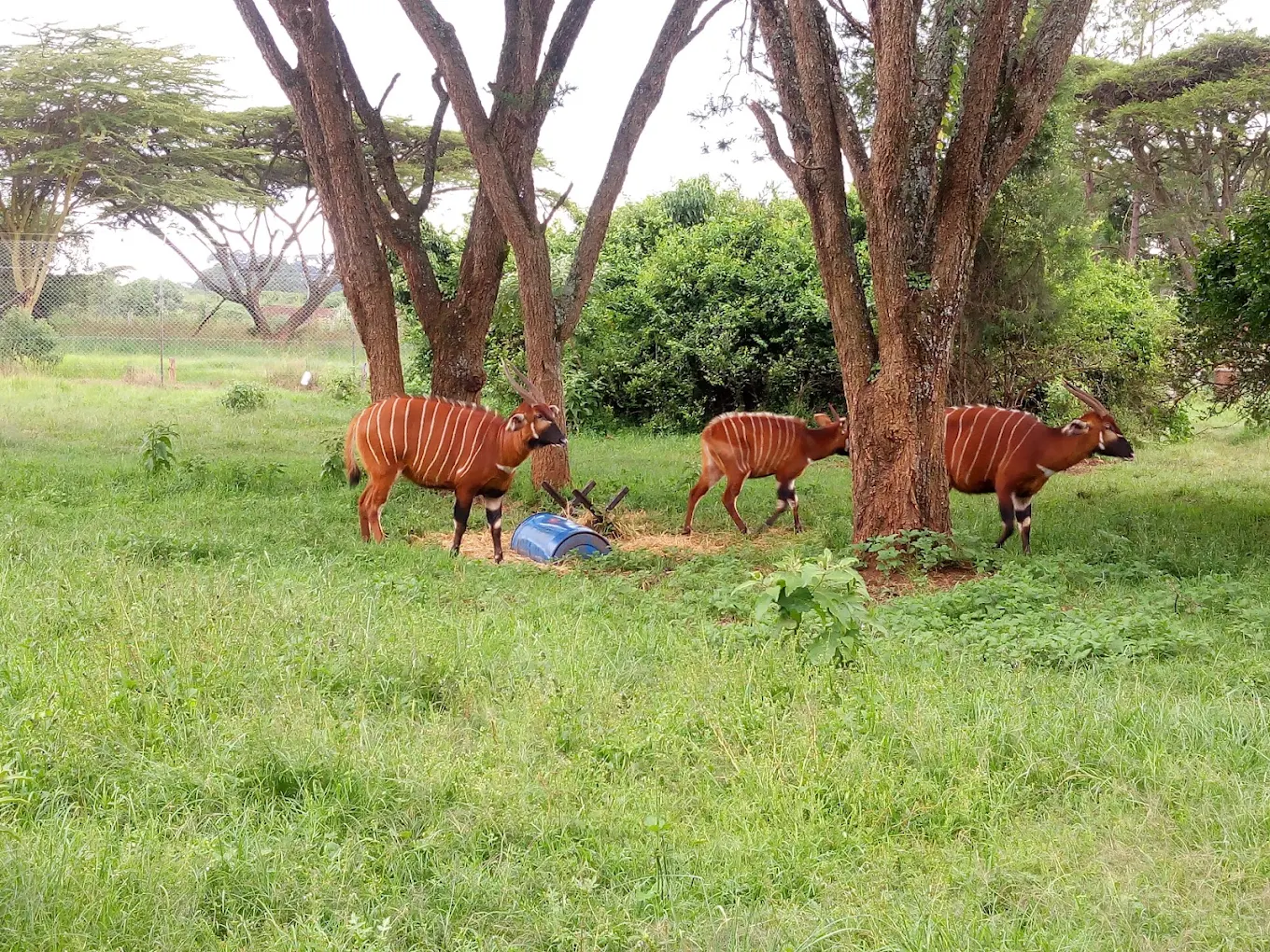 Mount Kenya Wildlife Conservancy - Family Conservation